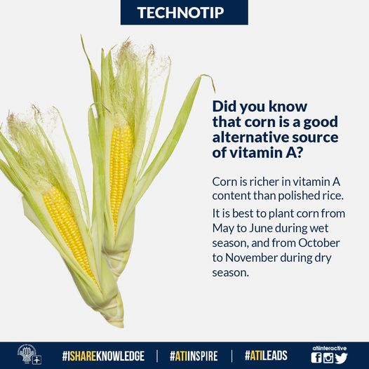 corn technotips