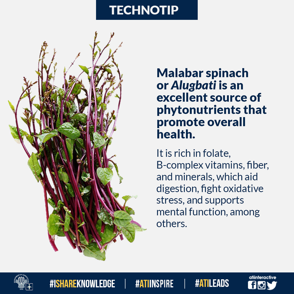 malabar spinach