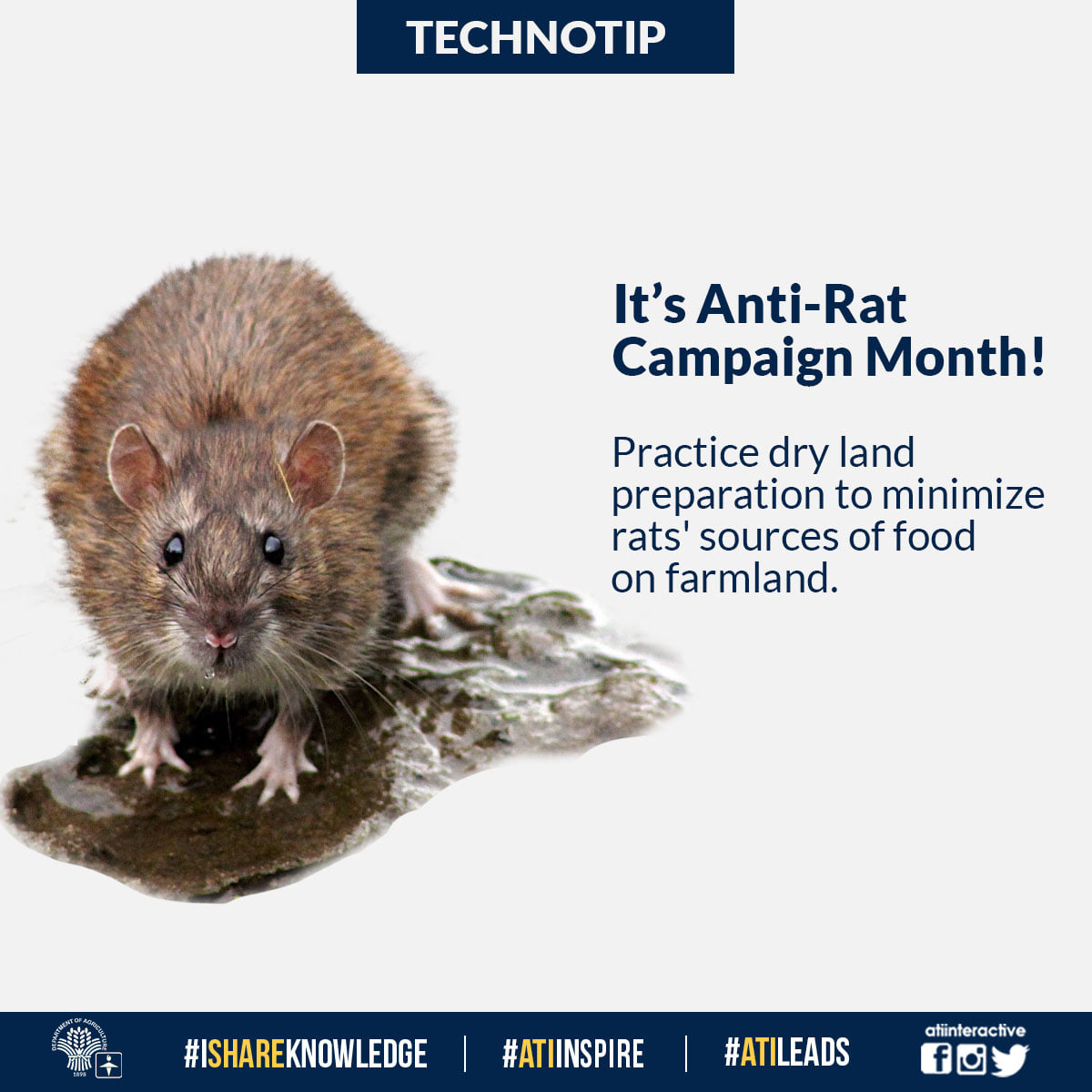 anti-rat campaign