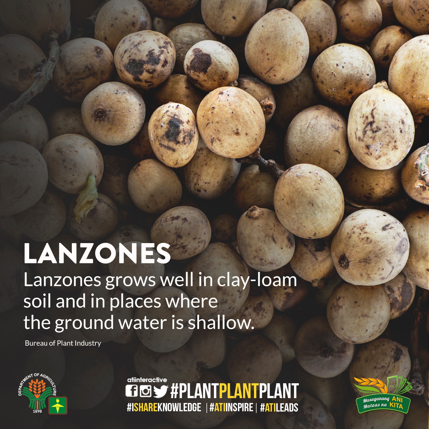 lanzones technotip