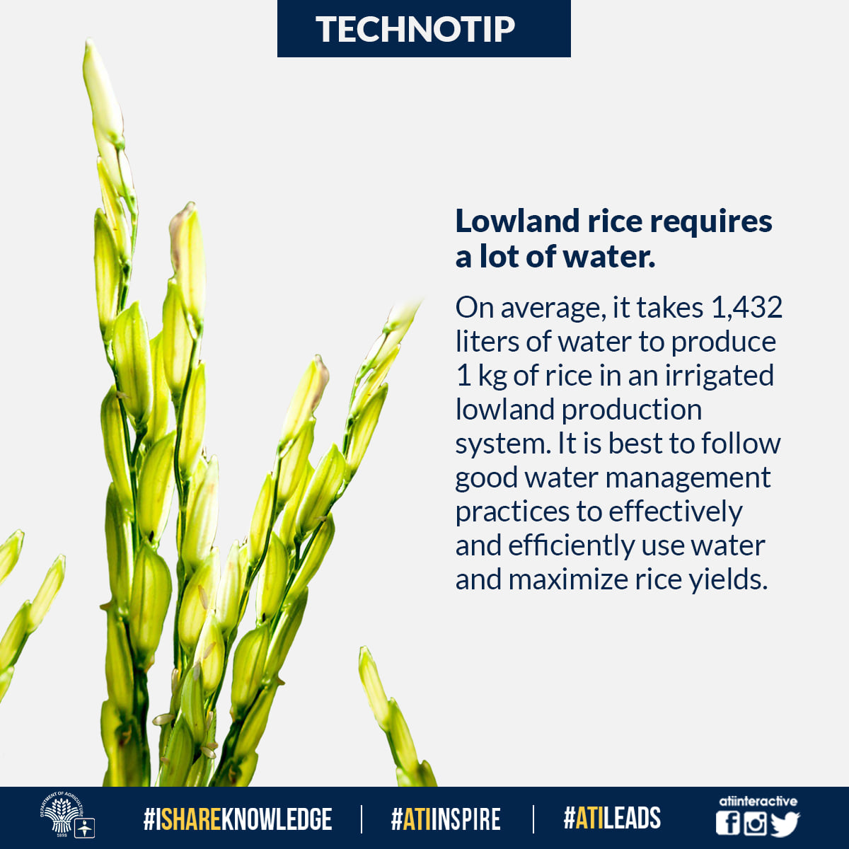 Lowland rice