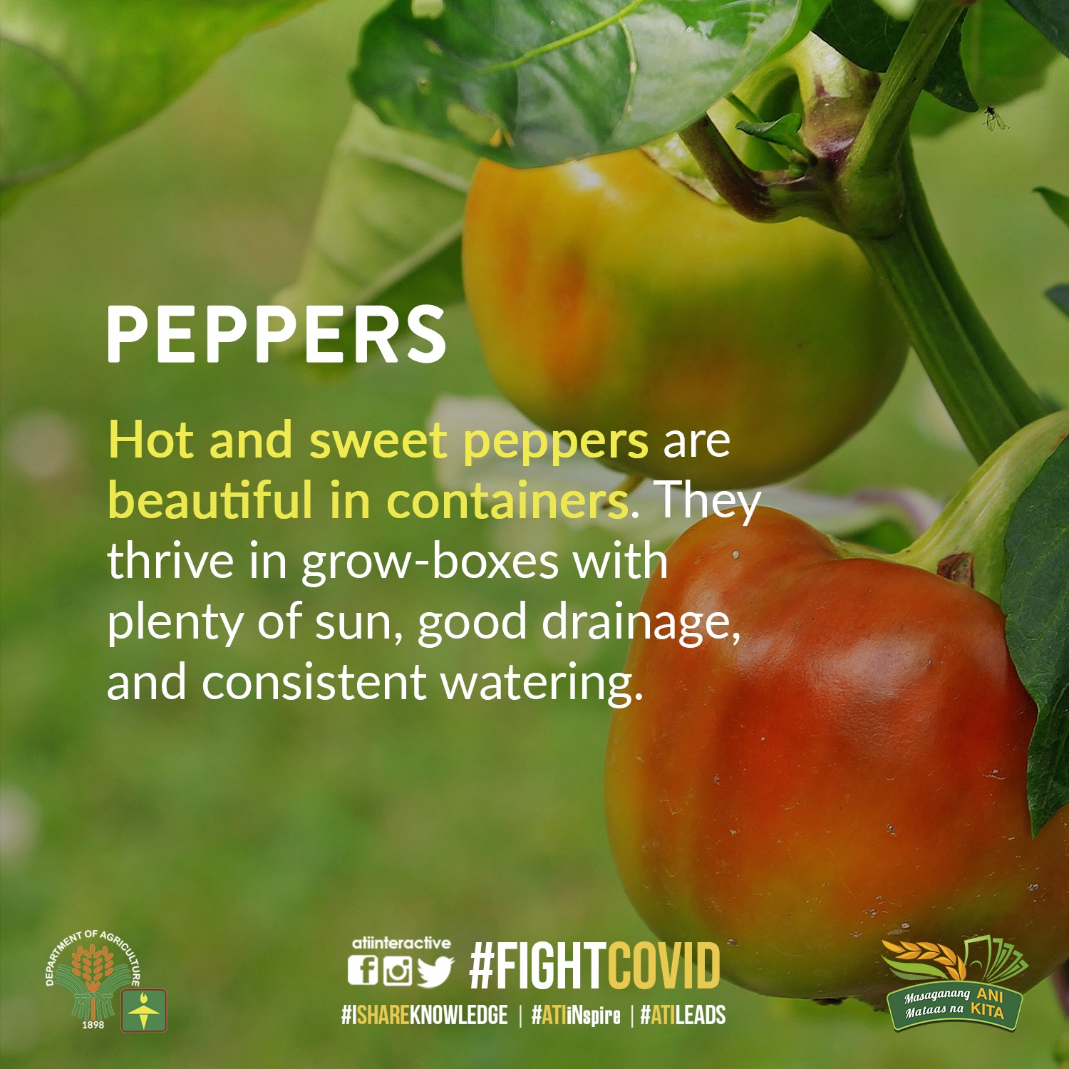 Peppers technotips