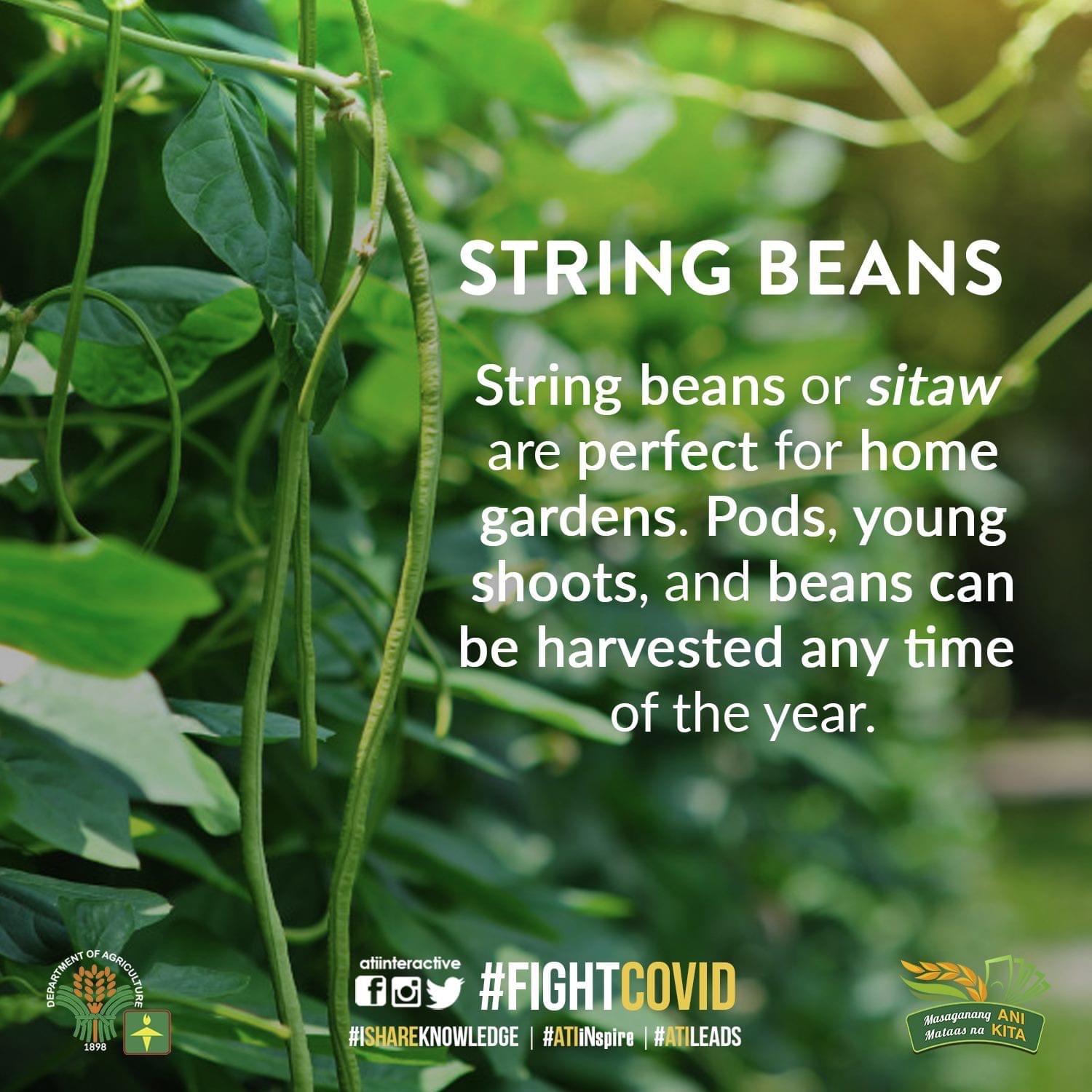 string beans