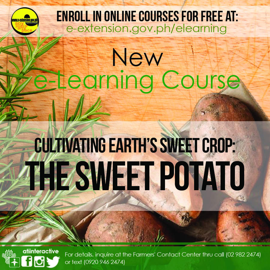 Cultivating Earth's Sweet Crop: The Sweet Potato