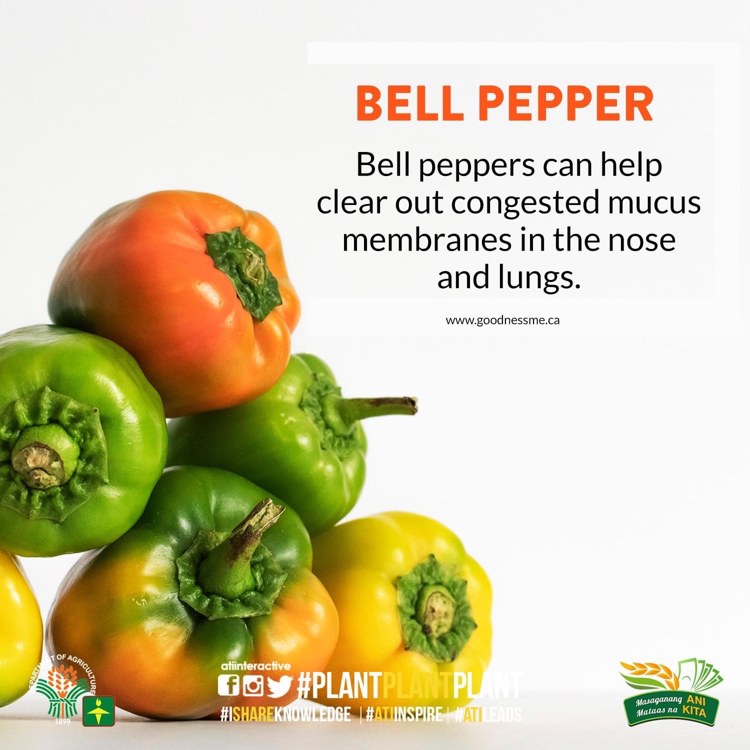 bell pepper technotips