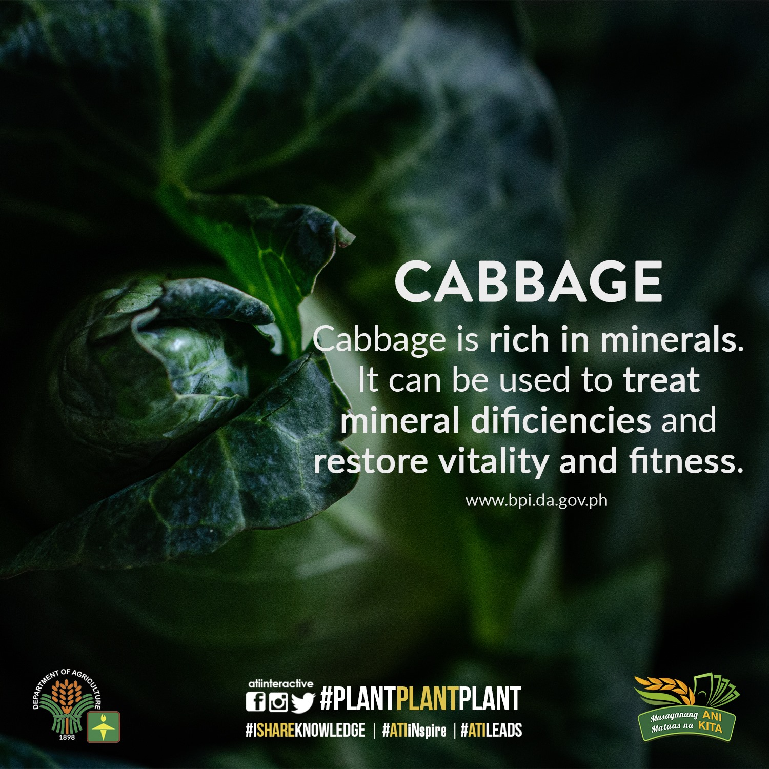 cabbage technotips 