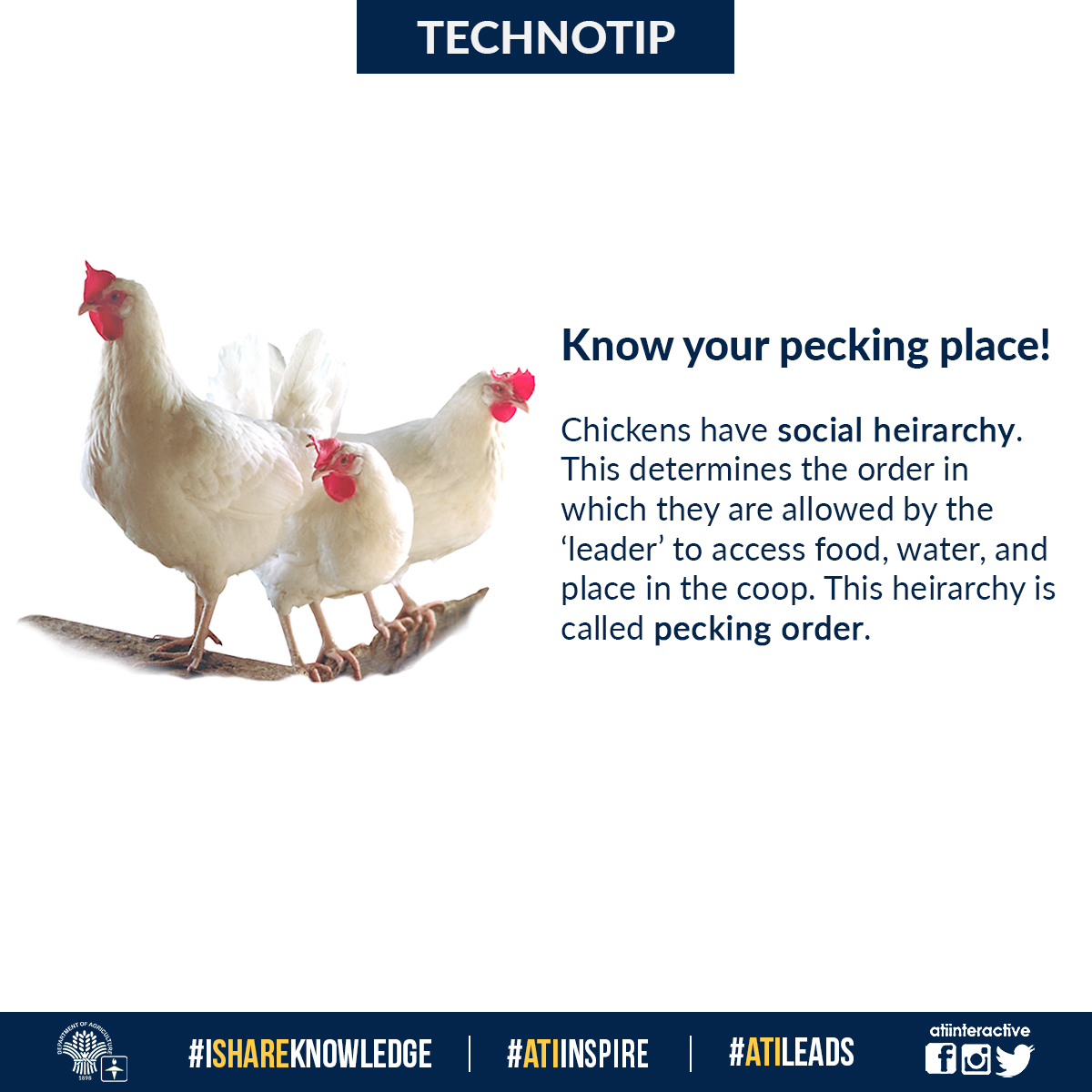 Chicken pecking order
