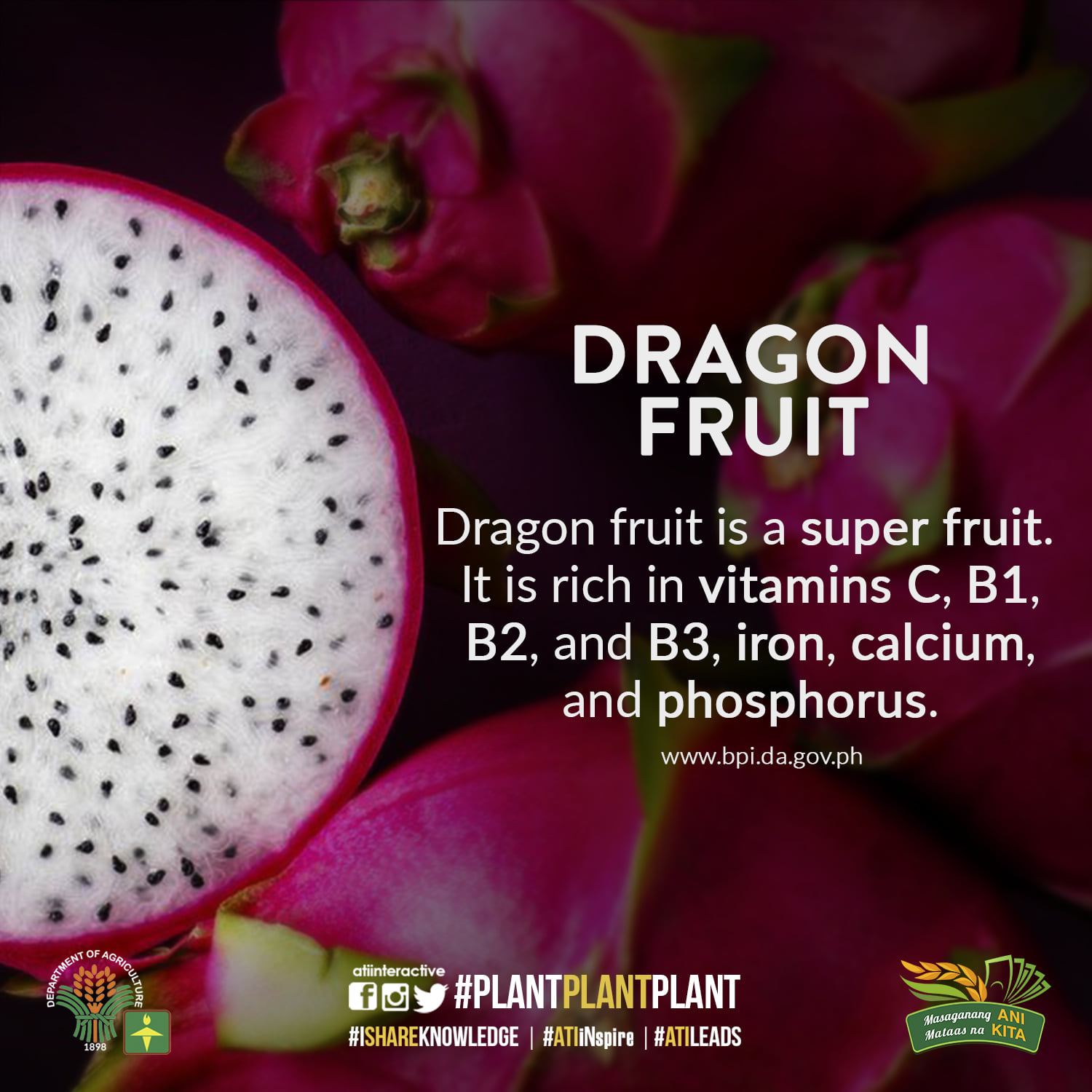 dragon fruit technotip