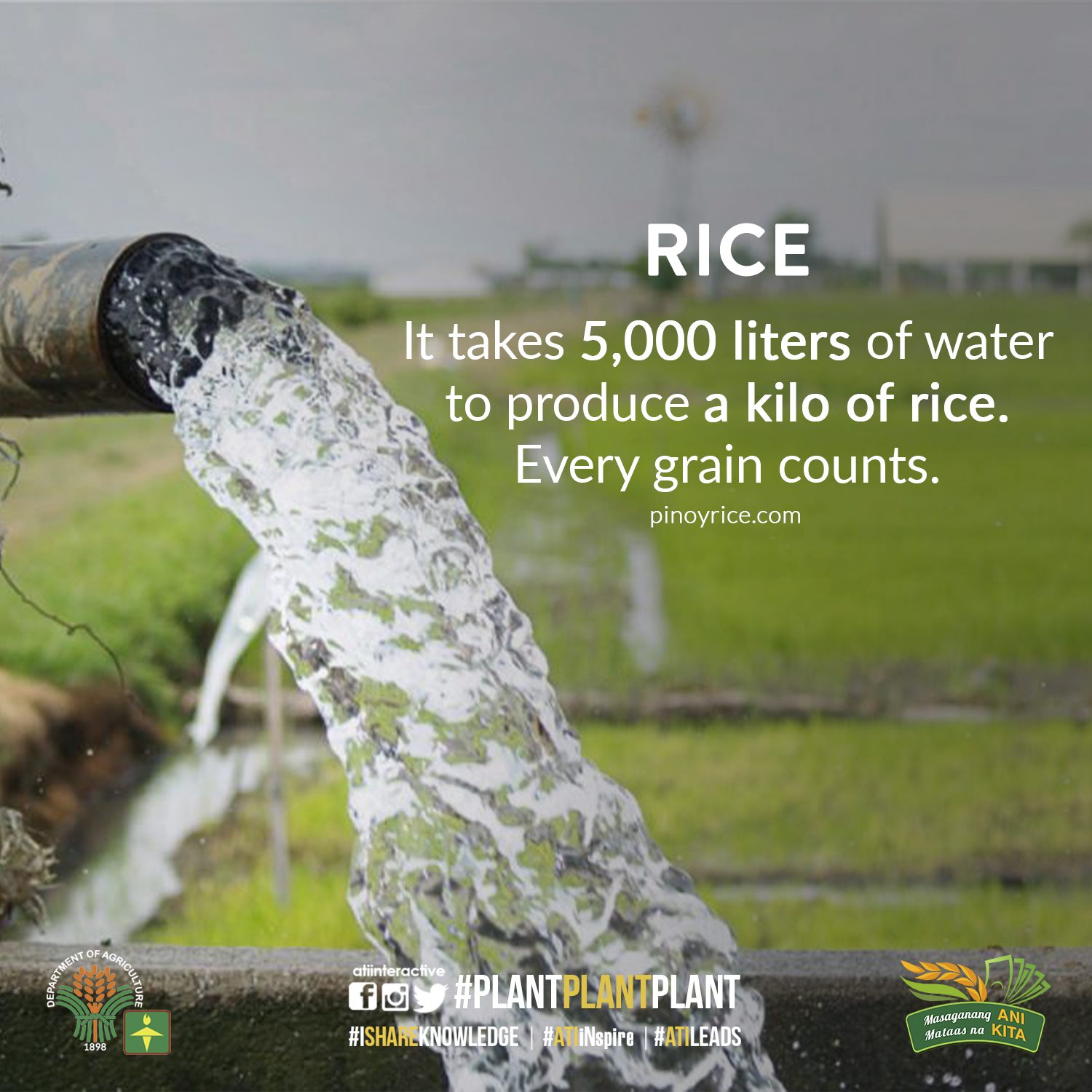 rice awareness month
