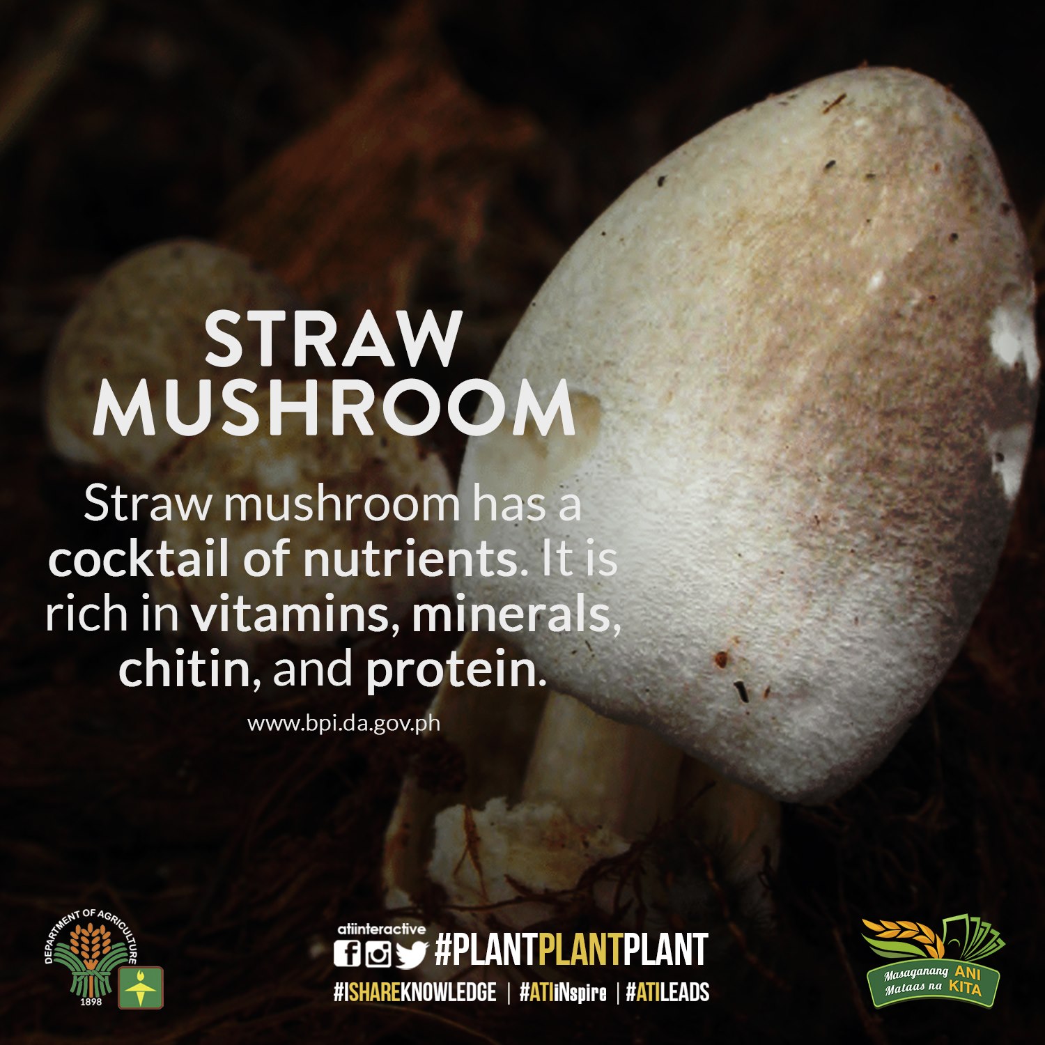 straw mushroom 