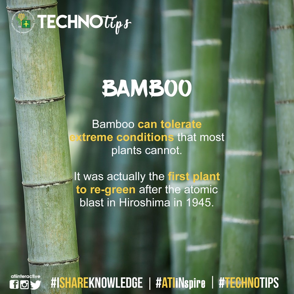 Technotip: Bamboo