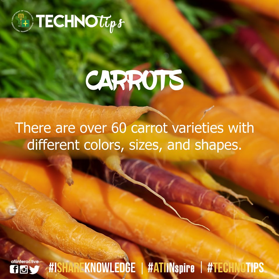 Technotips: Carrots