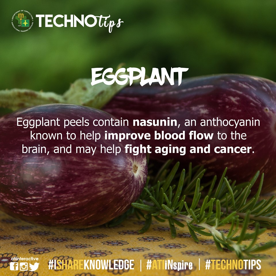 TECHNIOTIP: Eggplant