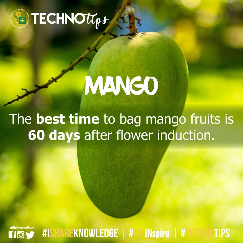 Technotip: Mango Technotip: Mango