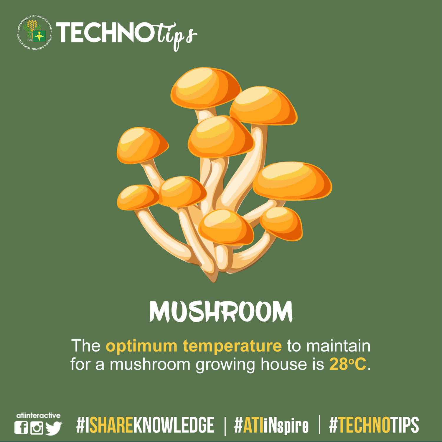 TECHNOTIP: Mushrooms