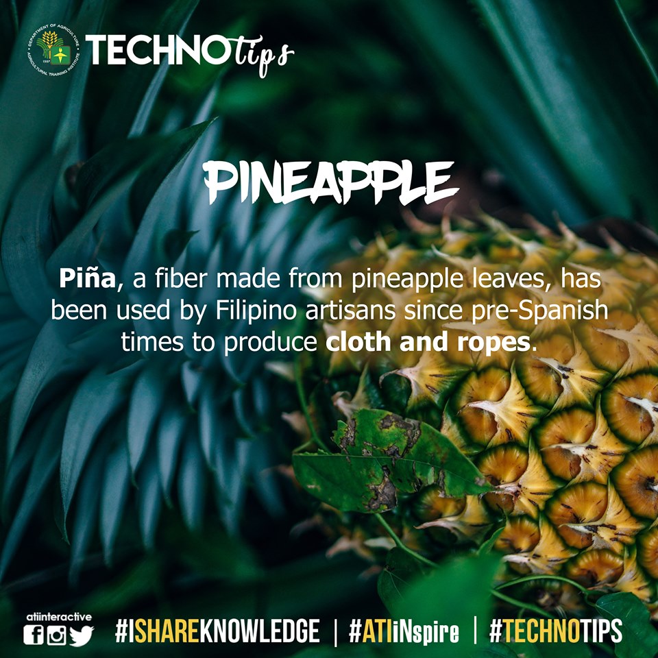Technotip: Pineapple